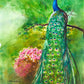Peacock Beauty